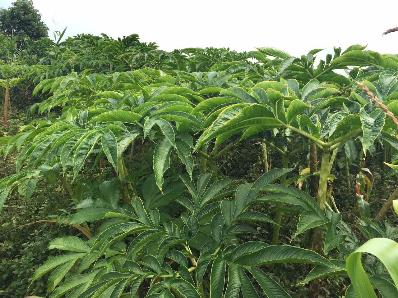 震撼丑八怪!高清大圖帶你走進魔芋的世界,了解它的全部秘密