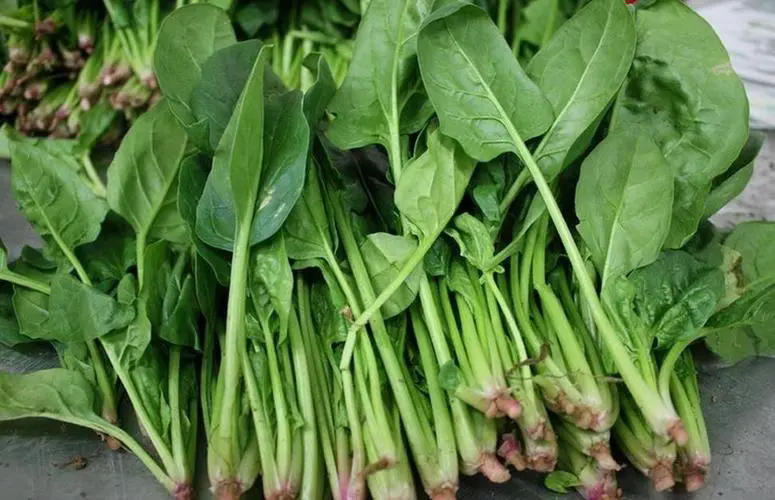 菠菜品種大全大起底！從普通到稀有高清大圖圖帶你領略菠菜品種的多樣魅力！