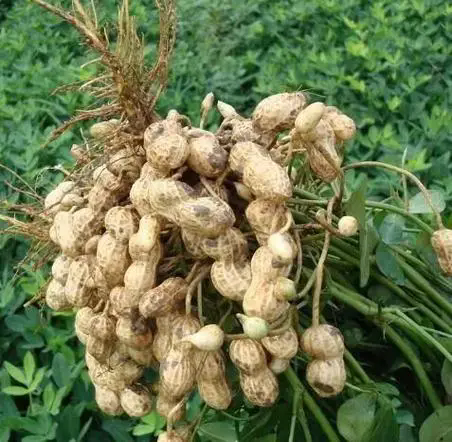 花生成熟有講究,掌握花生成熟的關鍵月份,享受每一顆飽滿的果實!