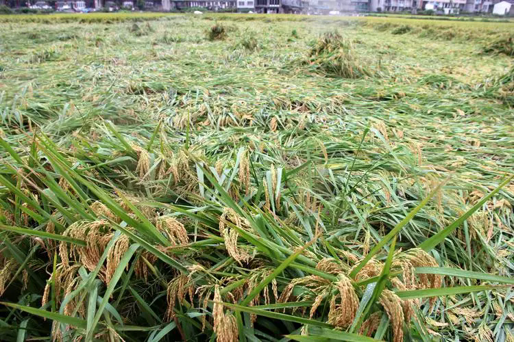 水稻強身術-抗倒伏寶典:合理密植與科學施肥,守護每一寸稻田的豐收夢想!