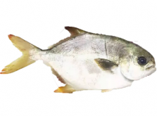 <strong>金鯧魚???????海水還是淡水？金鯧魚的生態(tài)歸屬大揭秘</strong>