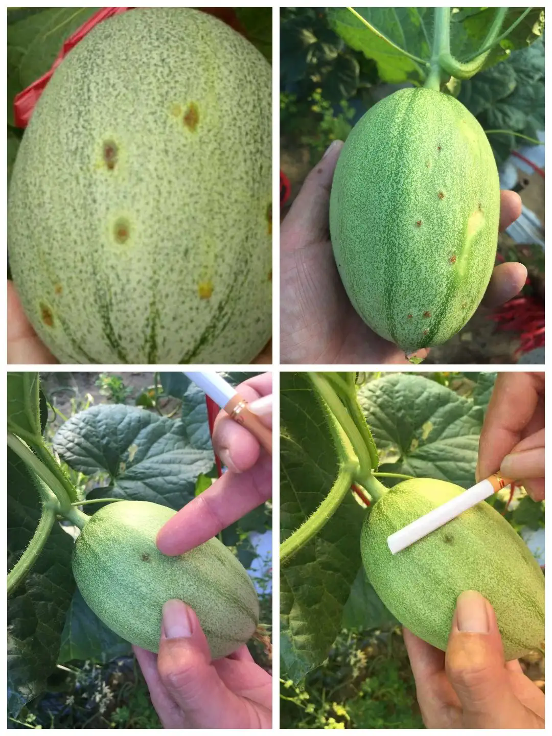 守護甜蜜日記-哈密瓜角斑病癥狀圖片特效藥治療方案推薦!
