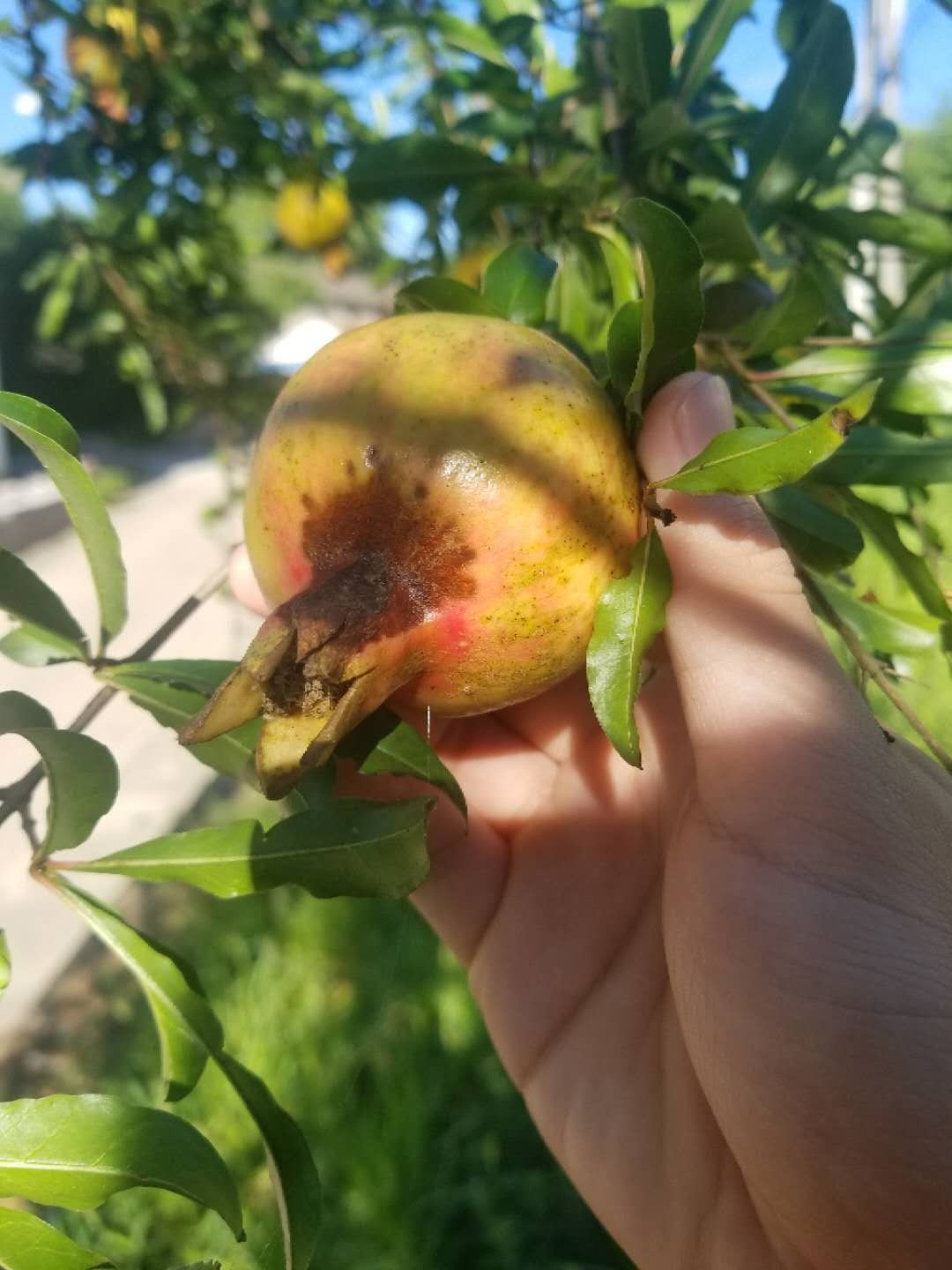 石榴樹腐爛病肆虐?一張圖帶你認清癥狀,專業治療方案教你搞定!