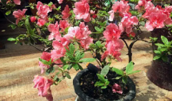 <strong>杜鵑花的肥料選擇秘籍，如何激發花苞爆發，打造絢爛花海！</strong>