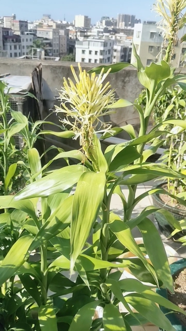 富貴竹開花的珍貴瞬間，了解開花條件與花型特征，感受富貴竹另一面美麗！