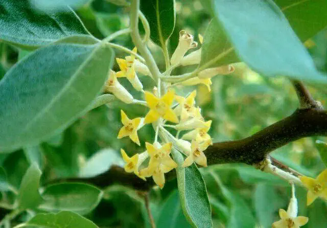 <b>沙漠之花：沙棗樹開花盛開時刻，高清大圖帶你領(lǐng)略每一朵花的細膩與堅韌！</b>