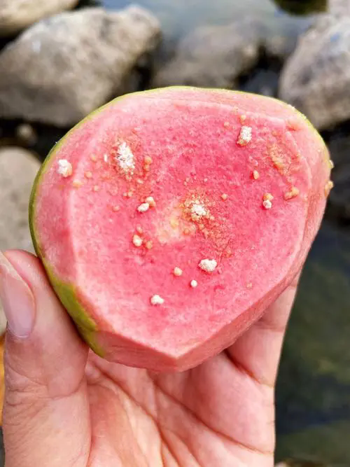 果中鉆石：芭樂的功效與作用，利用其抗氧化劑與膳食纖維促進身體健康！