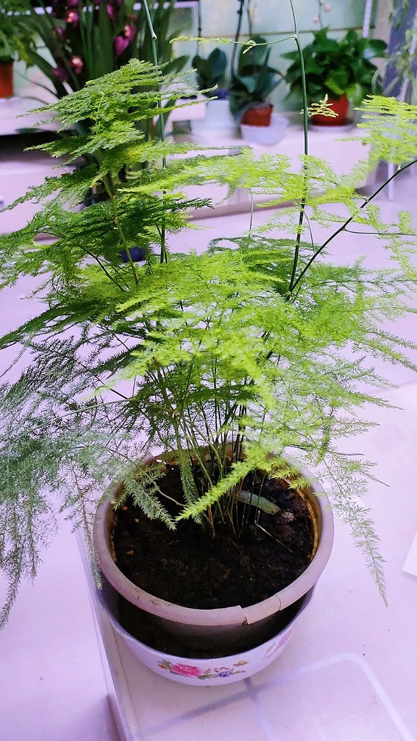 文竹曬太陽的正確姿勢,打造綠意盎然的小確幸