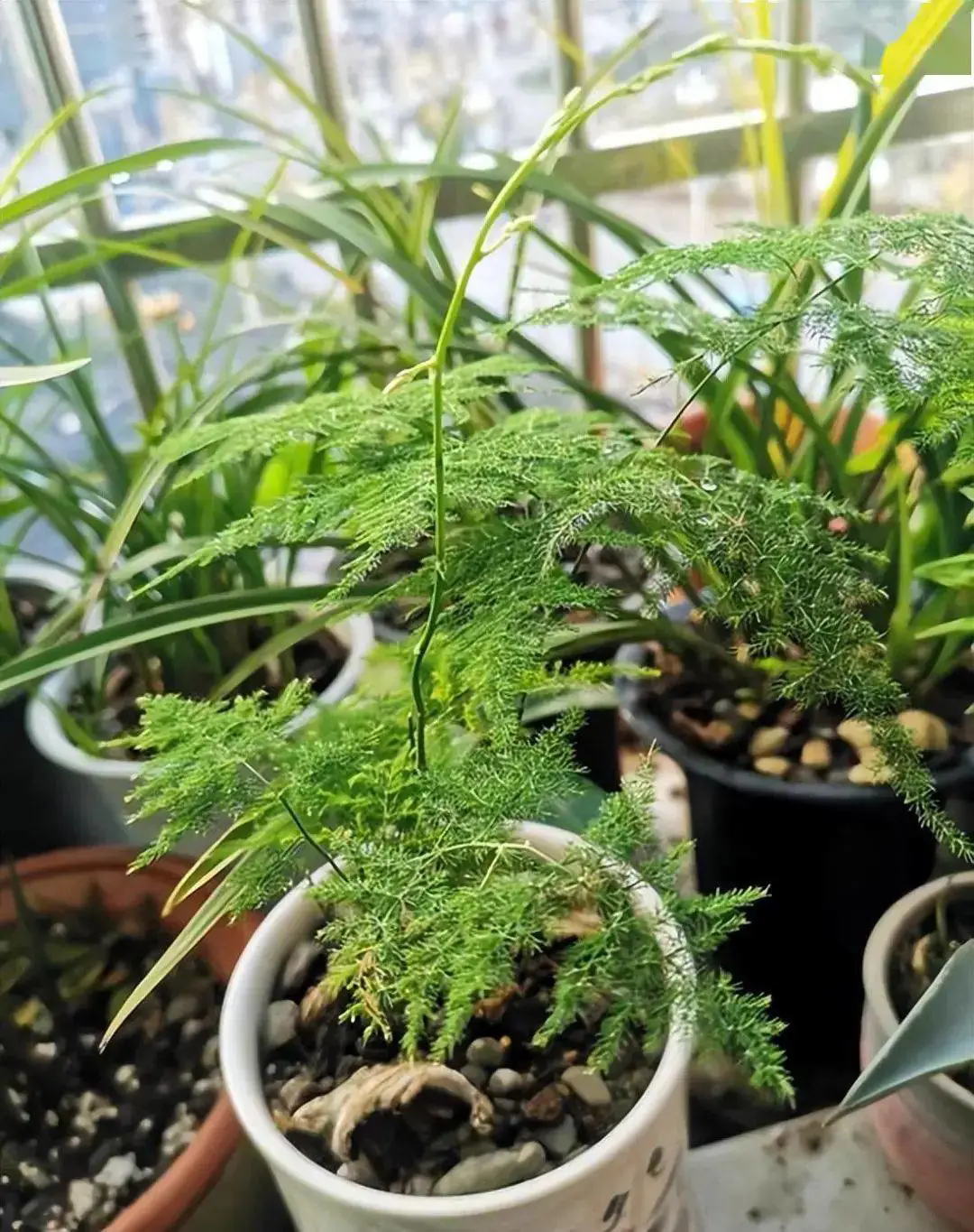 文竹曬太陽的正確姿勢,打造綠意盎然的小確幸