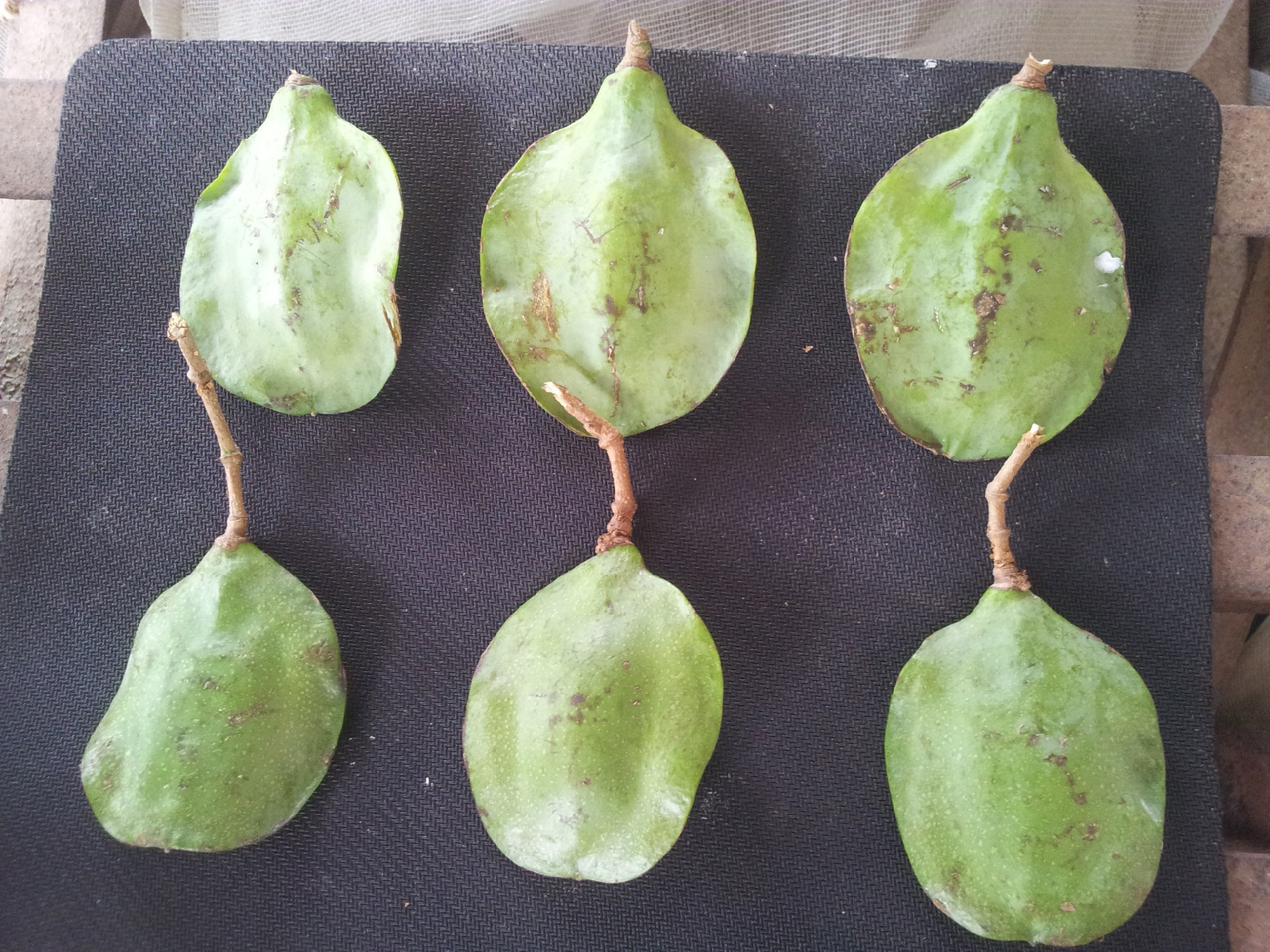 生命起航藍花楹種子播種發芽周期,春風拂面吹散冬日的寂靜,迎接新生