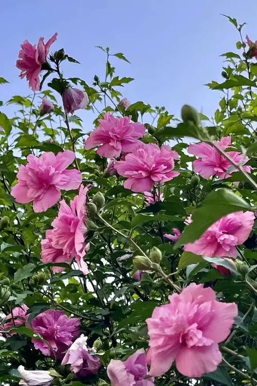 木槿花開時節美不勝收!了解它的花期把握觀賞時機