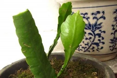曇花一現的秘密:掌握曇花繁殖技巧讓美麗永恒綻放