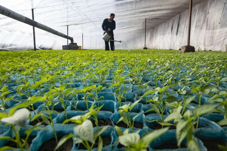 冬日潤澤農業(yè)種植低溫澆水技巧,保障作物溫暖過冬