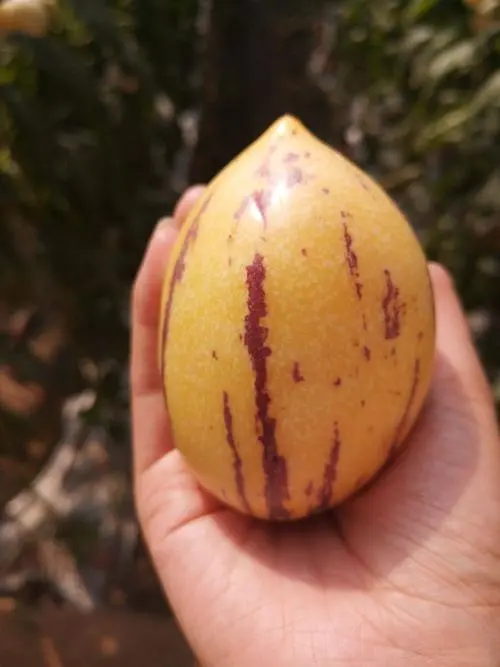 人參果成熟記揭秘,秋季的黃金時刻,品嘗應季的自然饋贈