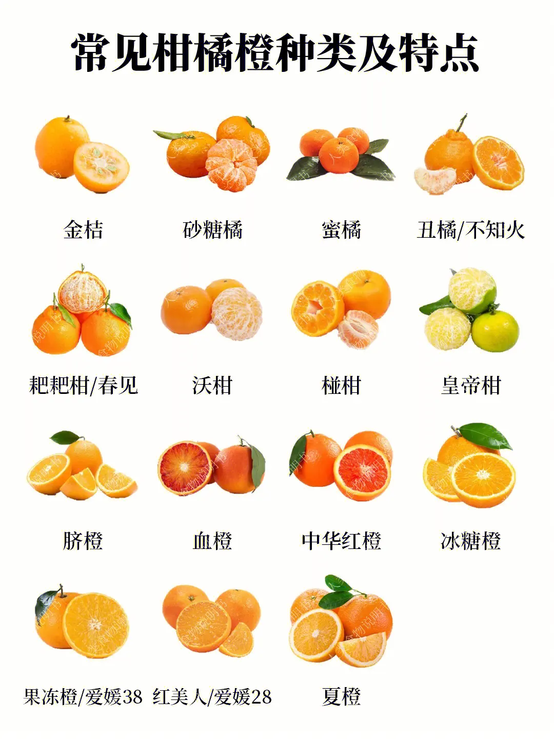 甜到心坎里!柑橘類水果品種類型大全解析,總有一款打動你!
