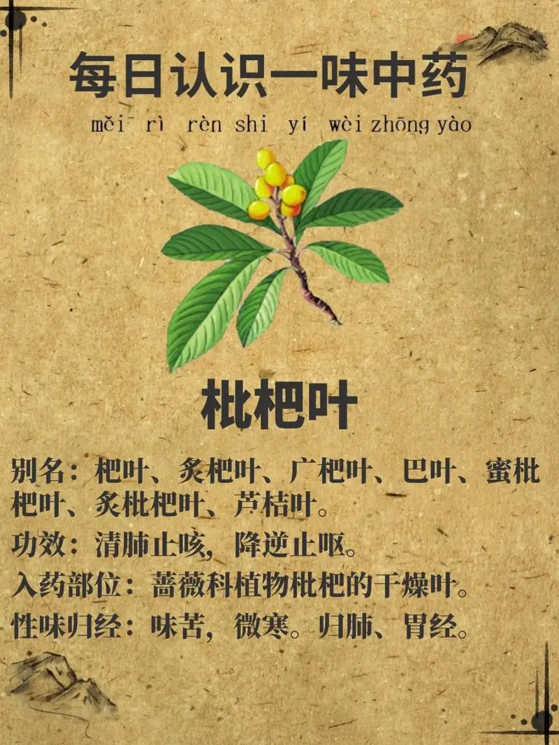 枇杷葉的作用醫療價值功能介紹,從潤肺到美容,一味多效的養生圣品!