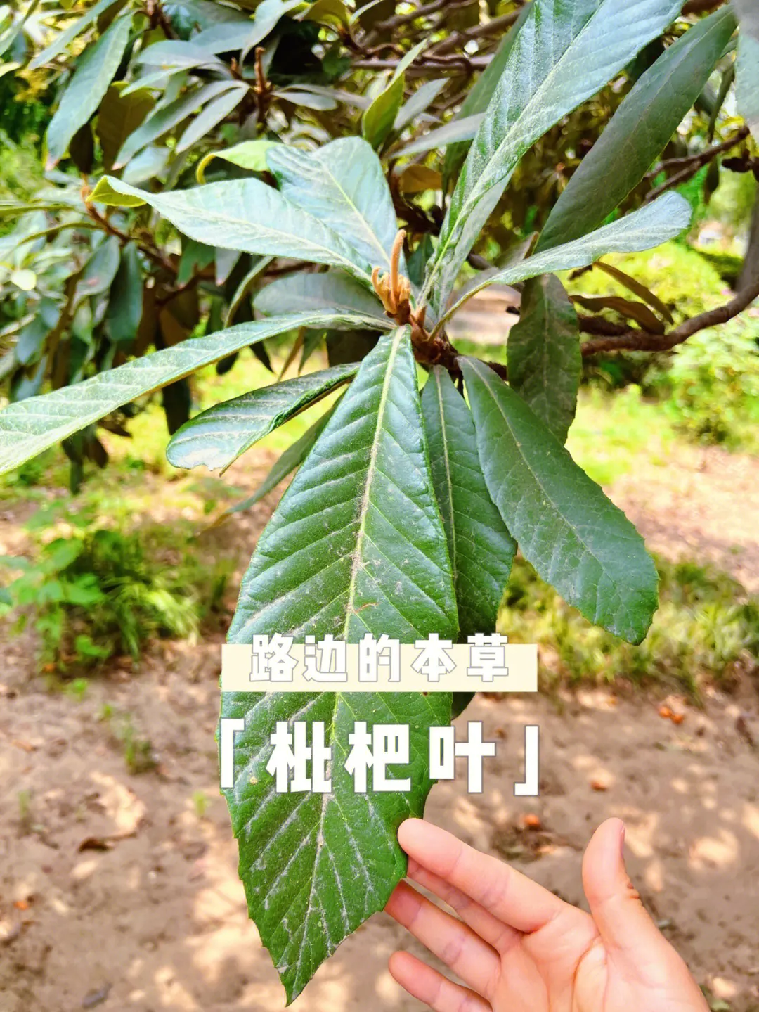 枇杷葉的作用醫療價值功能介紹,從潤肺到美容,一味多效的養生圣品!