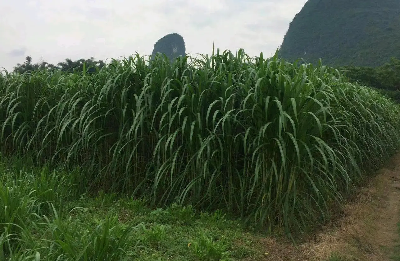 養(yǎng)牛牧草飼料優(yōu)化指南:科學(xué)處理方法,確保牛群健康與效益
