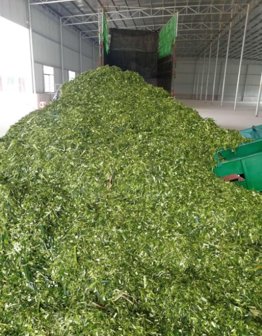 養(yǎng)牛牧草飼料優(yōu)化指南:科學(xué)處理方法,確保牛群健康與效益
