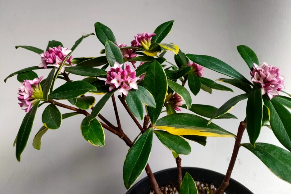 <b>瑞香花一年能開幾次花？季節輪回欣賞每一次綻放的美麗與香氣</b>