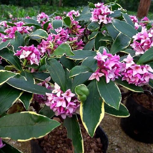 瑞香花一年能開幾次花?季節輪回欣賞每一次綻放的美麗與香氣