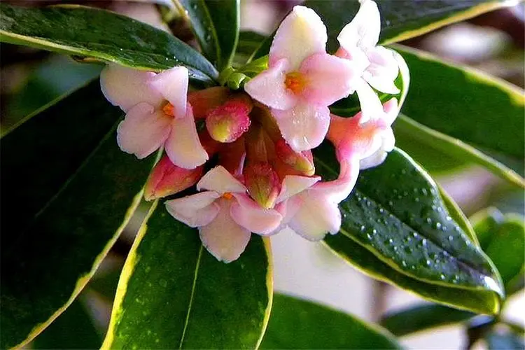 瑞香花一年能開幾次花?季節輪回欣賞每一次綻放的美麗與香氣