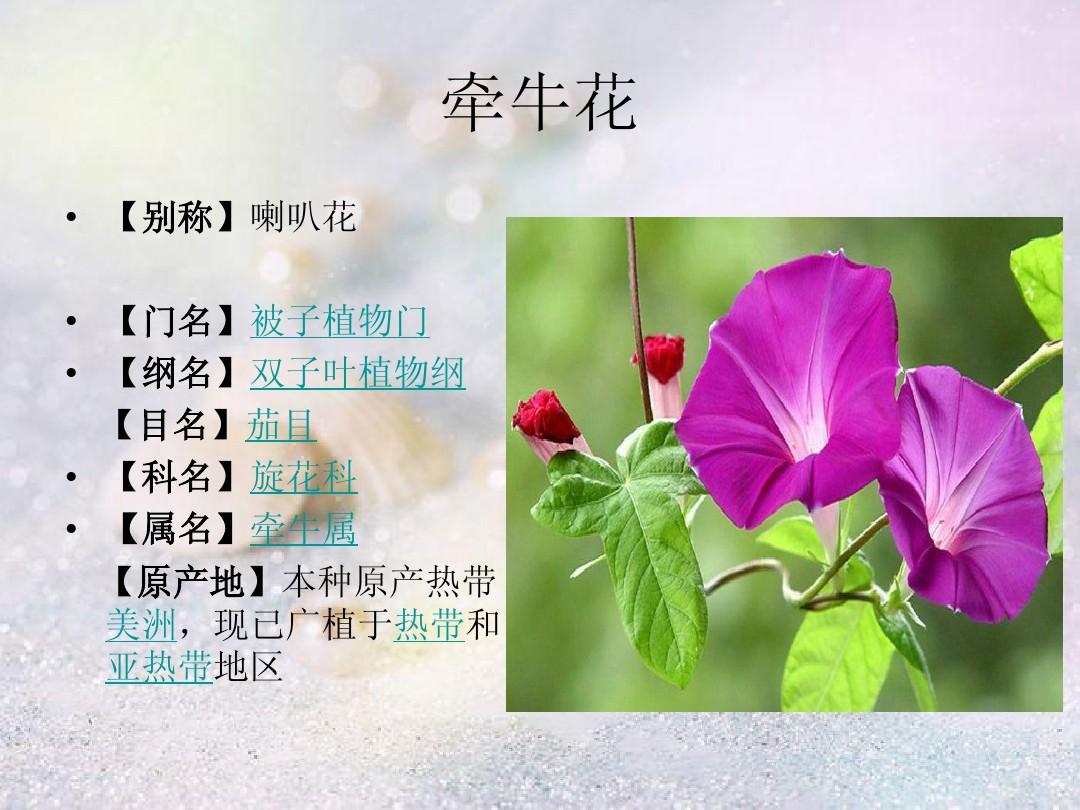 牽牛花是不是喇叭花?牽牛花的學名探秘兩者在花卉界的稱呼與分類