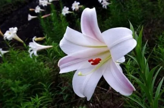 <b>百合花臭臭味道難聞的密碼：揭秘其氣味多樣性的品種差異與人類感知差異</b>