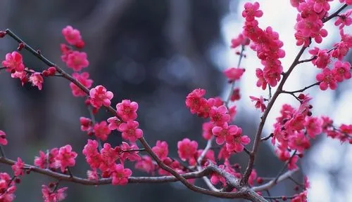 梅花冬日開花魔法:寒冷環(huán)境下的生長奇跡,解析其開花習(xí)性的科學(xué)原理