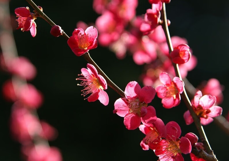 <strong>梅花冬日開花魔法：寒冷環境下的生長奇跡，解析其開花習性的</strong>