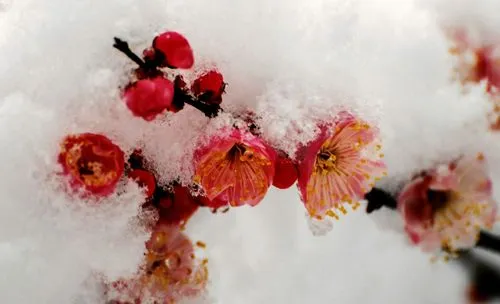梅花冬日開花魔法:寒冷環(huán)境下的生長奇跡,解析其開花習(xí)性的科學(xué)原理