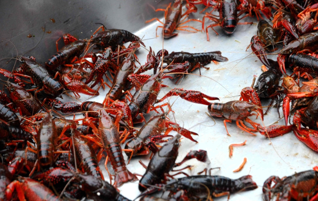 小龍蝦吃什么養殖食譜:天然餌料與人工飼料搭配,打造健康養殖的飲食策略