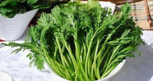 茼蒿為什么盡量少吃?營養(yǎng)不均衡與過敏反應(yīng)的科學(xué)解析,打造健康飲食觀