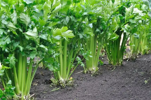 芹菜是植物還是蔬菜的身份解密,全面解析芹菜生物屬性與食用價值