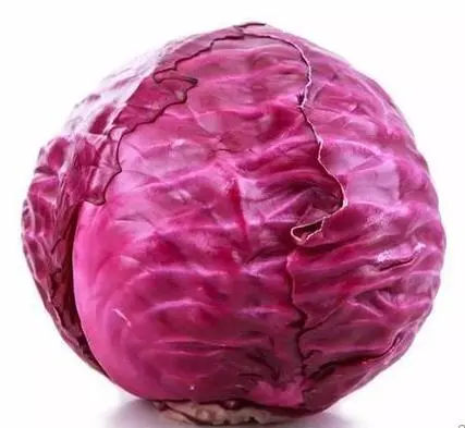 卷心菜和甘藍菜是一種菜嗎科學解析,全面解析其形態特征與營養價值