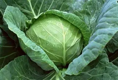 卷心菜和甘藍菜是一種菜嗎科學解析,全面解析其形態特征與營養價值