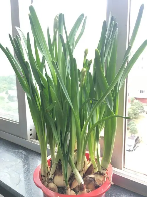 蒜苗是大蒜長出來的嗎?”從種植到餐桌解讀蒜苗與大蒜的前世今生