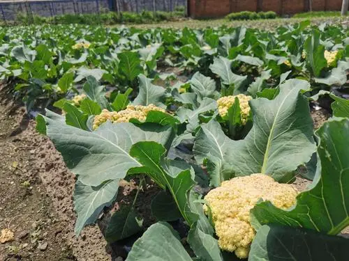 菜花是什么植物長出來的?探究這朵蔬菜之花的植物學真相