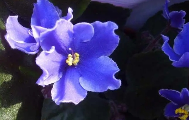 <b>揭秘紫羅蘭神秘原產地，從地中海到世界，一朵花的傳奇之旅</b>