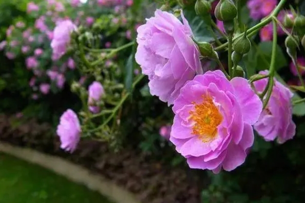 <b>薔薇花養殖方法秘籍：打造打造繁花似錦滿園春色只需這幾步事項！</b>