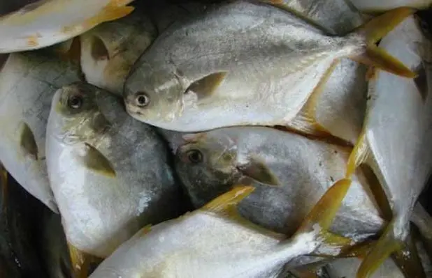 金鯧魚養(yǎng)殖技術(shù)要點(diǎn)與日常管理細(xì)節(jié)-從苗種到成品魚
