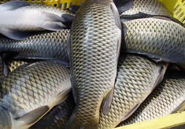 <strong>淡水魚類常見病癥的早期預(yù)警與防治方法，讓漁業(yè)養(yǎng)殖無憂</strong>