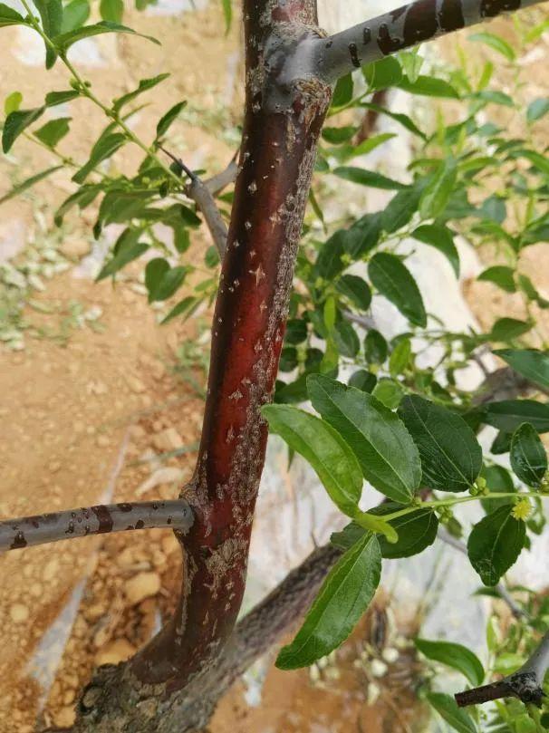大棗樹(shù)腐爛病救治方法:精準(zhǔn)刮除病斑,綜合治療與樹(shù)體恢復(fù)并重