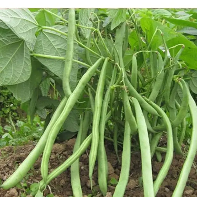 四季豆是一年四季都有的嗎?探索其全年供應的種植與市場機制