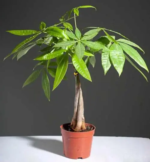 發財樹有毒嗎?全面解析其無毒真相與室內養殖讓家居更添財氣與生機