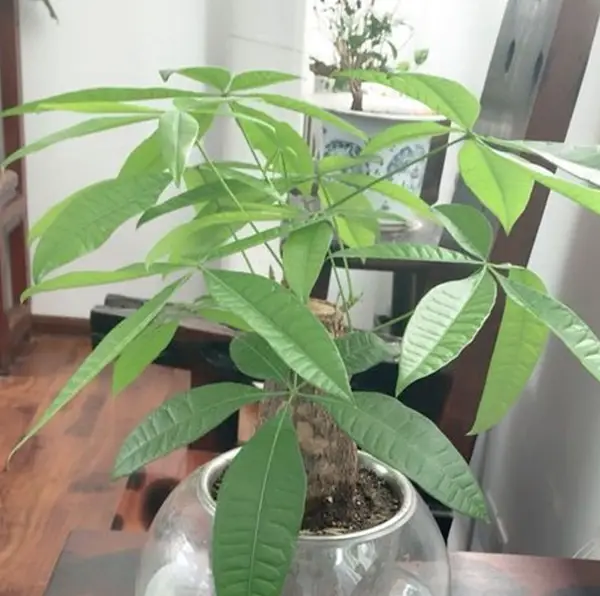 發財樹有毒嗎?全面解析其無毒真相與室內養殖讓家居更添財氣與生機