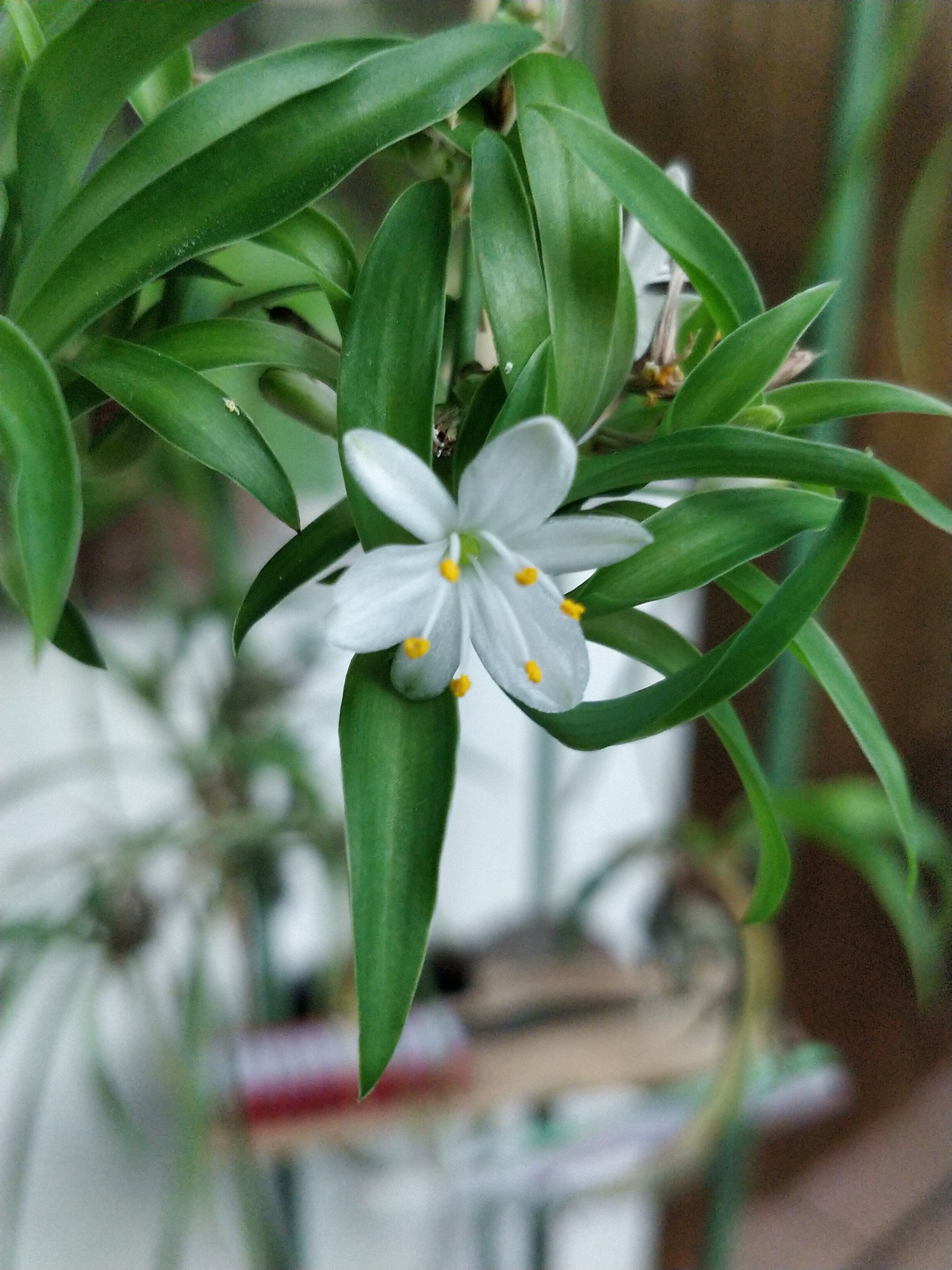吊蘭開(kāi)花實(shí)錄:見(jiàn)證綠葉之中綻放的花朵奇跡綻放