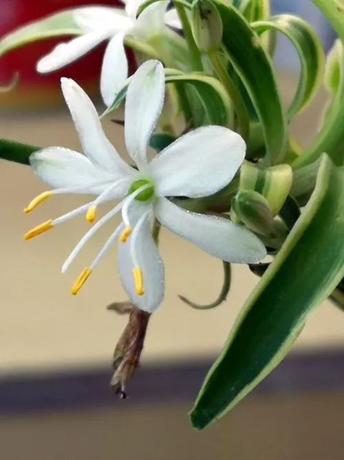 吊蘭開(kāi)花實(shí)錄:見(jiàn)證綠葉之中綻放的花朵奇跡綻放