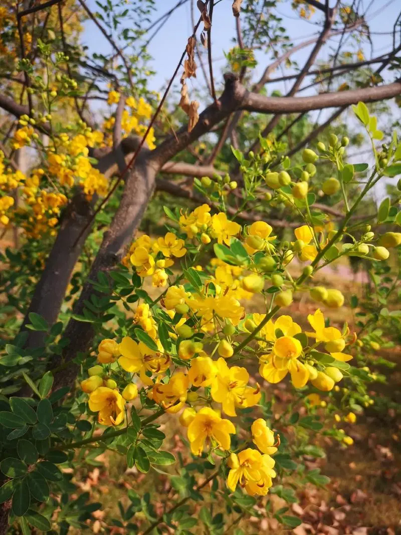 粉花決明花語:溫柔的宣言,傳遞溫柔情感的使者