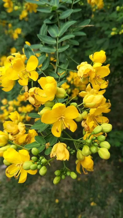 粉花決明花語:溫柔的宣言,傳遞溫柔情感的使者
